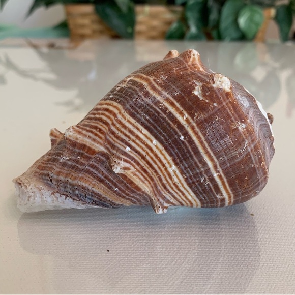 Striped Florida King Crown Conch Shell Melongena Corona Brown White Seashells 4" - Picture 6 of 12